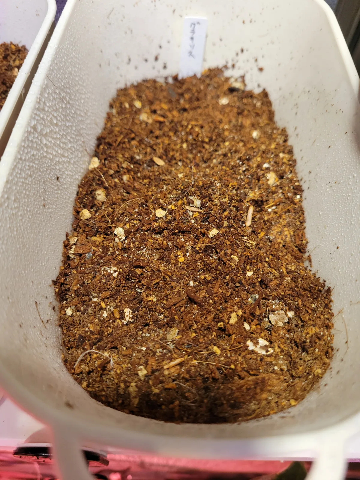 [無料種子] 発芽難 パキポディウム グラキリス　 Pachypodium rosulatum var. gracilius