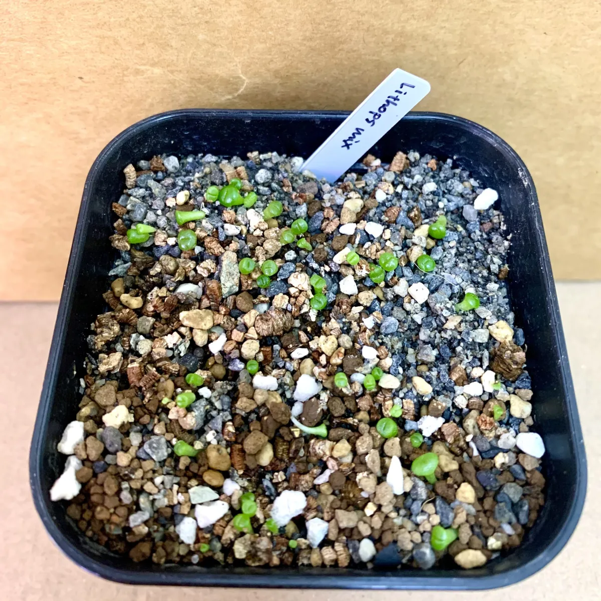Lithops Mix (リトープス ミックス)