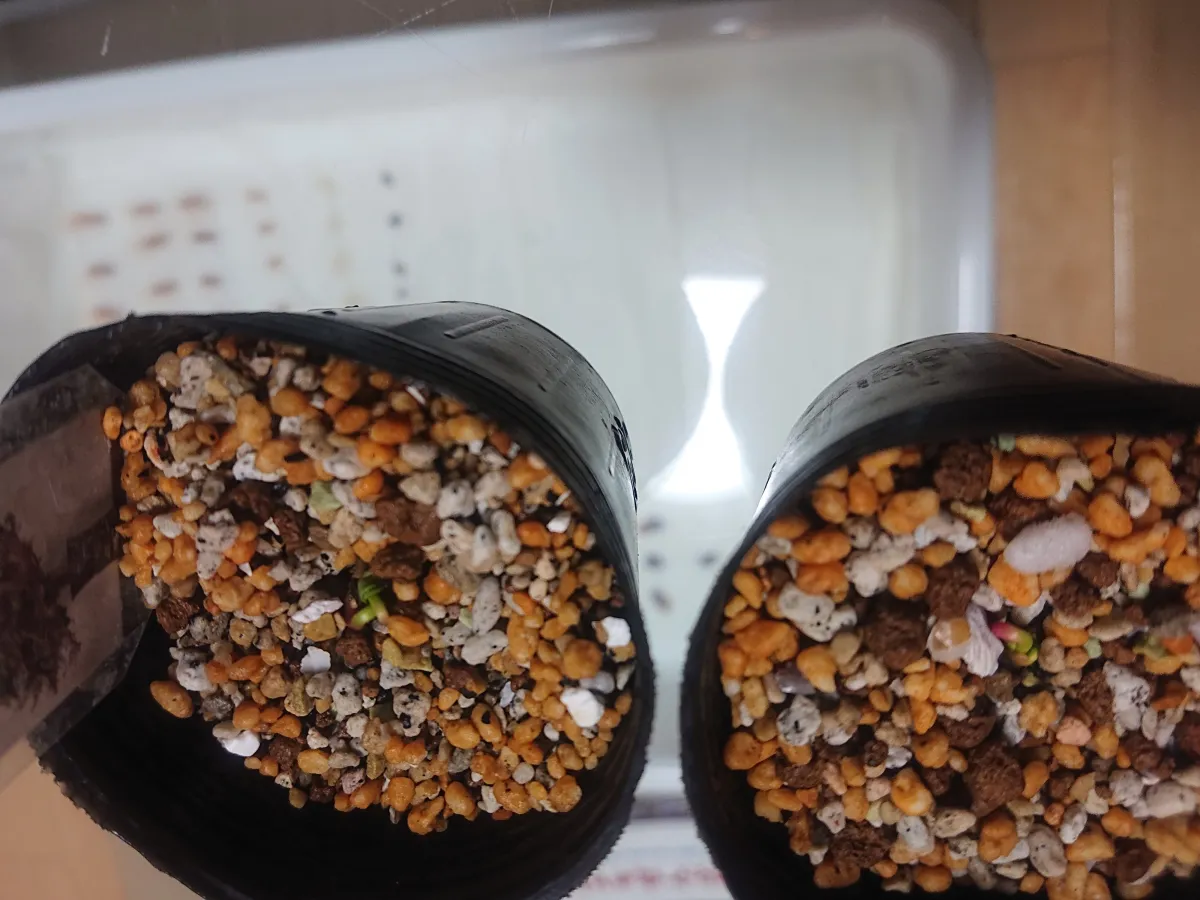 Commiphora wightii (コミフォラ ワイティ)