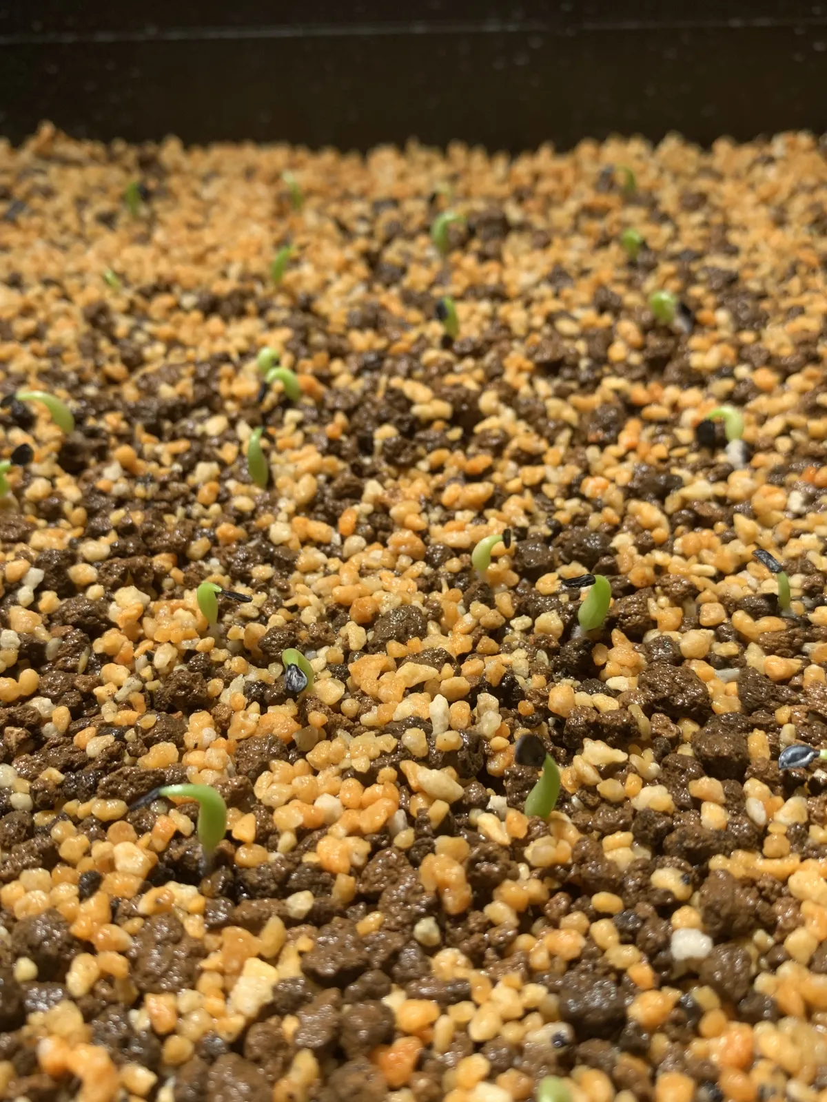 Agave oteroi (アガベ オテロイ)