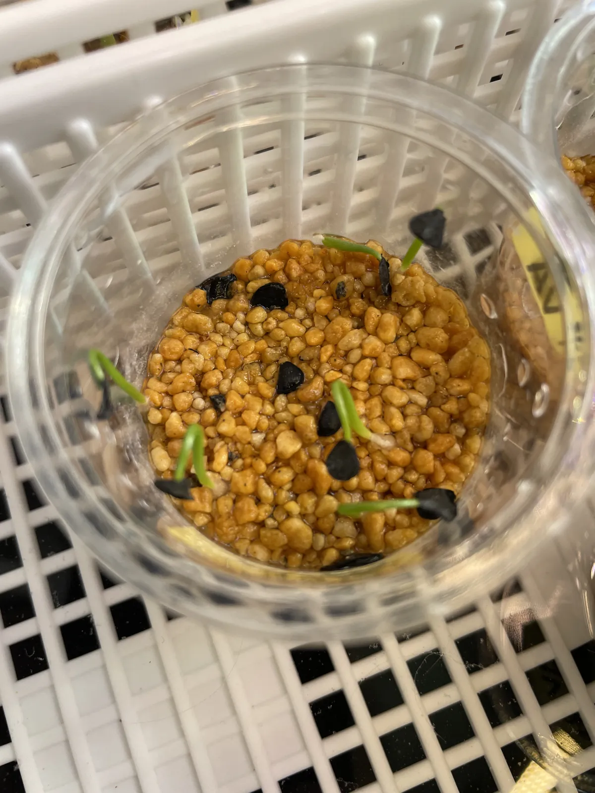 Agave gypsophila (アガベ ジプソフィラ)