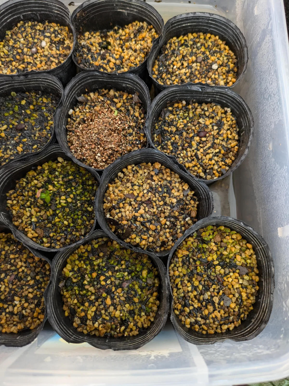 Pachypodium densiflorum var. densiflorum (パキポディウム デンシフローラム)