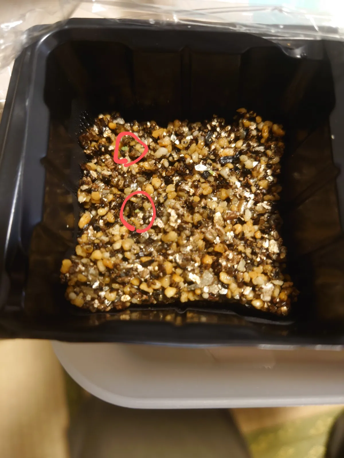 Echeveria cante White Cloud Echeveria (エケベリア カンテ)