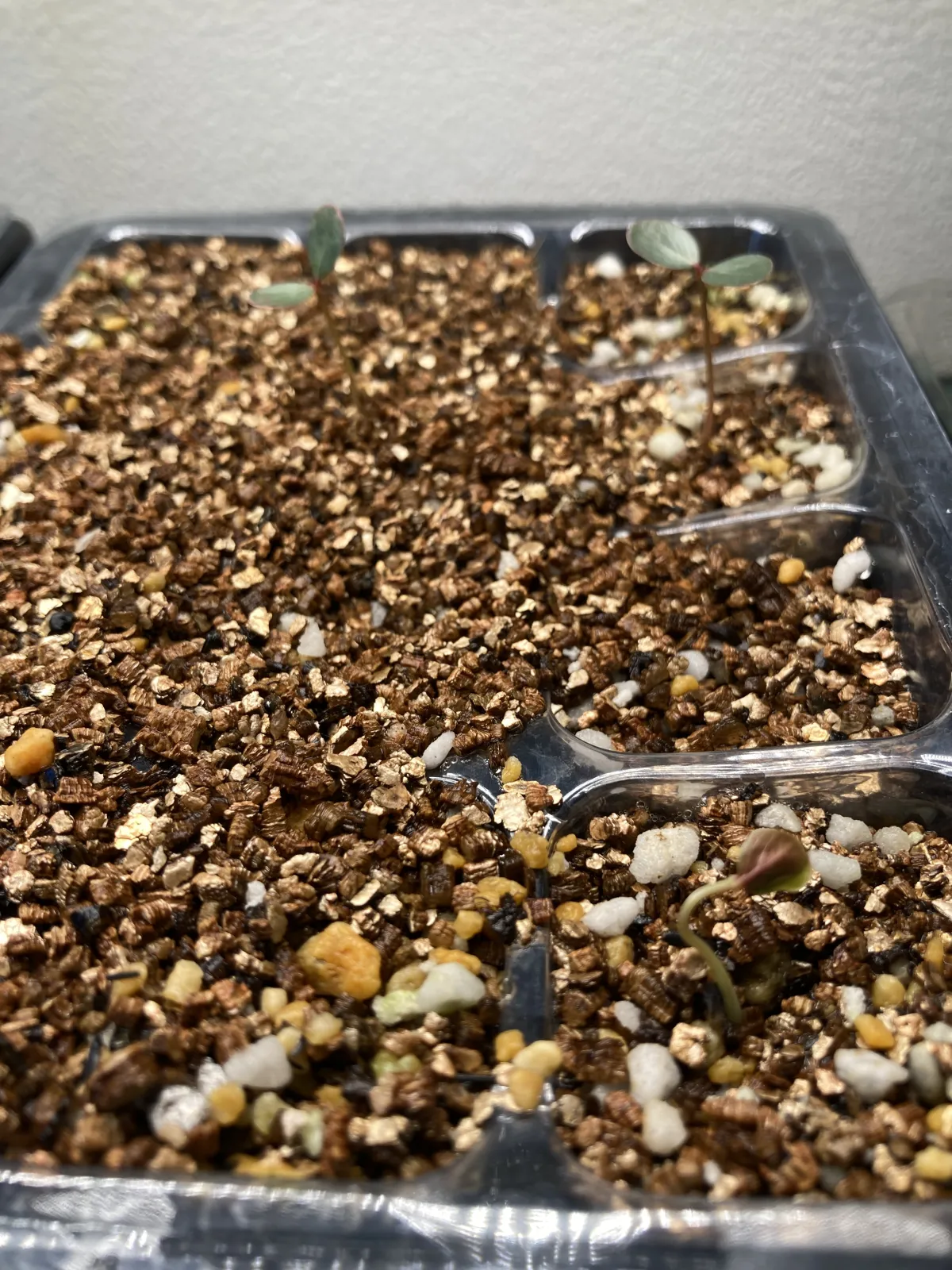 Phyllanthus mirabilis (フィランサス ミラビリス)