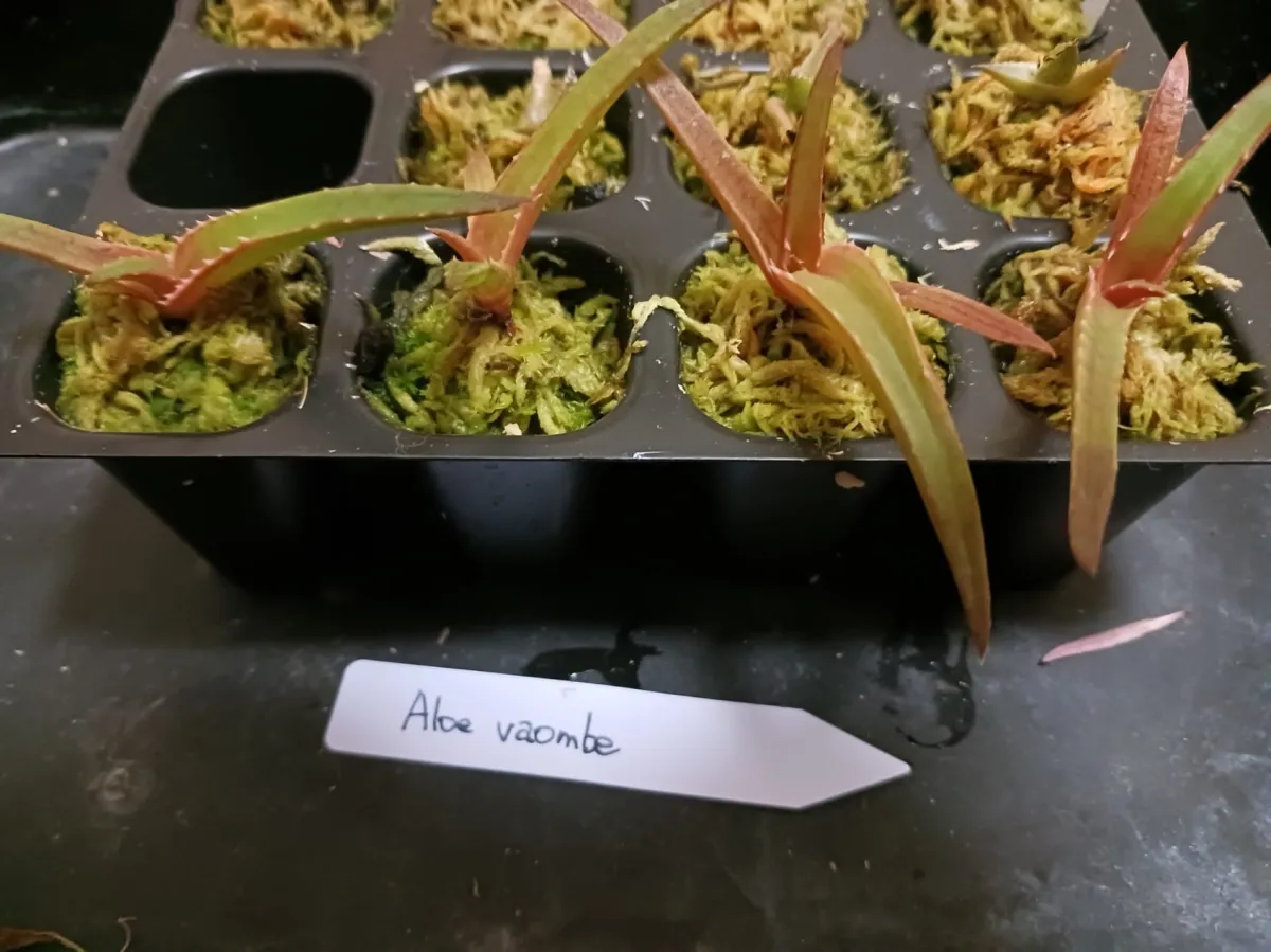 Aloe vaombe (アロエ バオンベ)