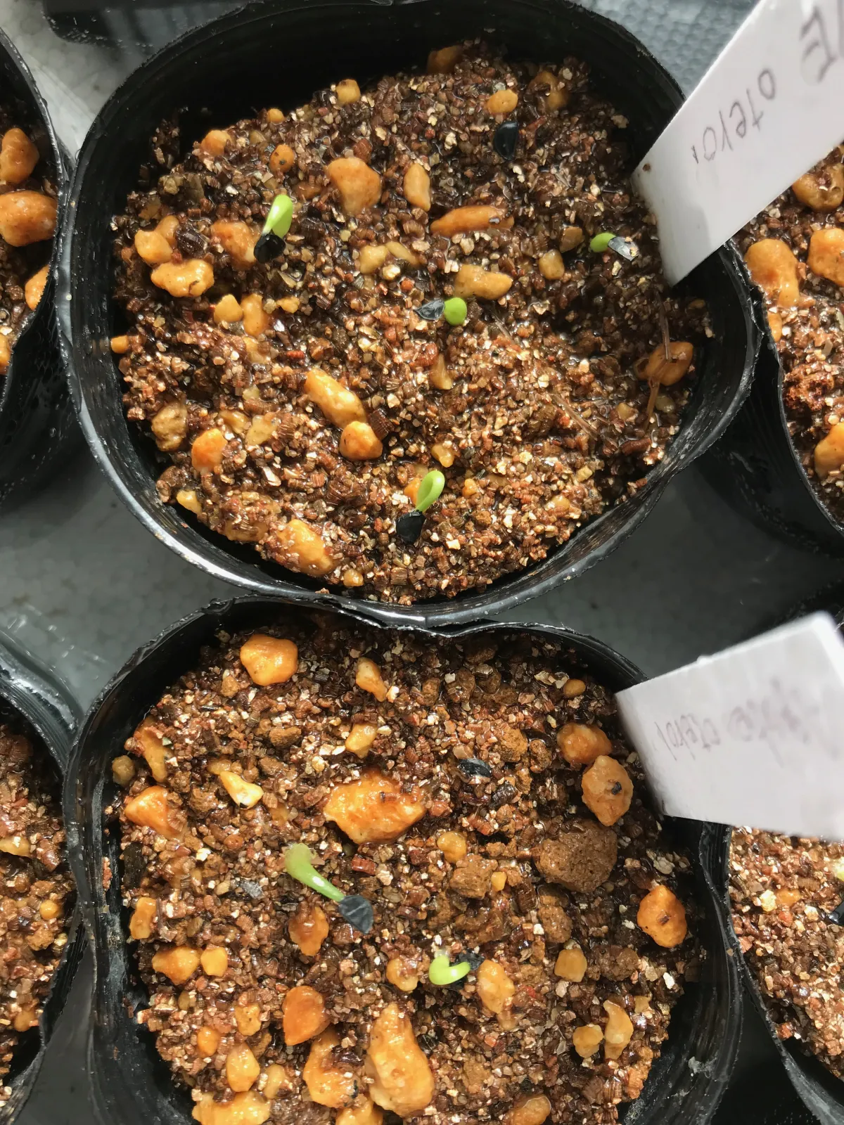 Agave oteroi (アガベ オテロイ)