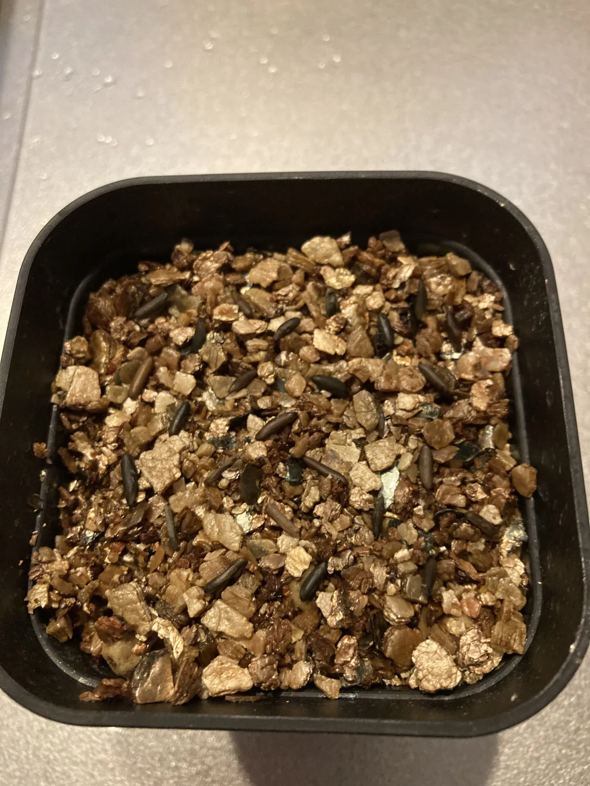 [無料種子] 発芽難 パキポディウム グラキリス　 Pachypodium rosulatum var. gracilius