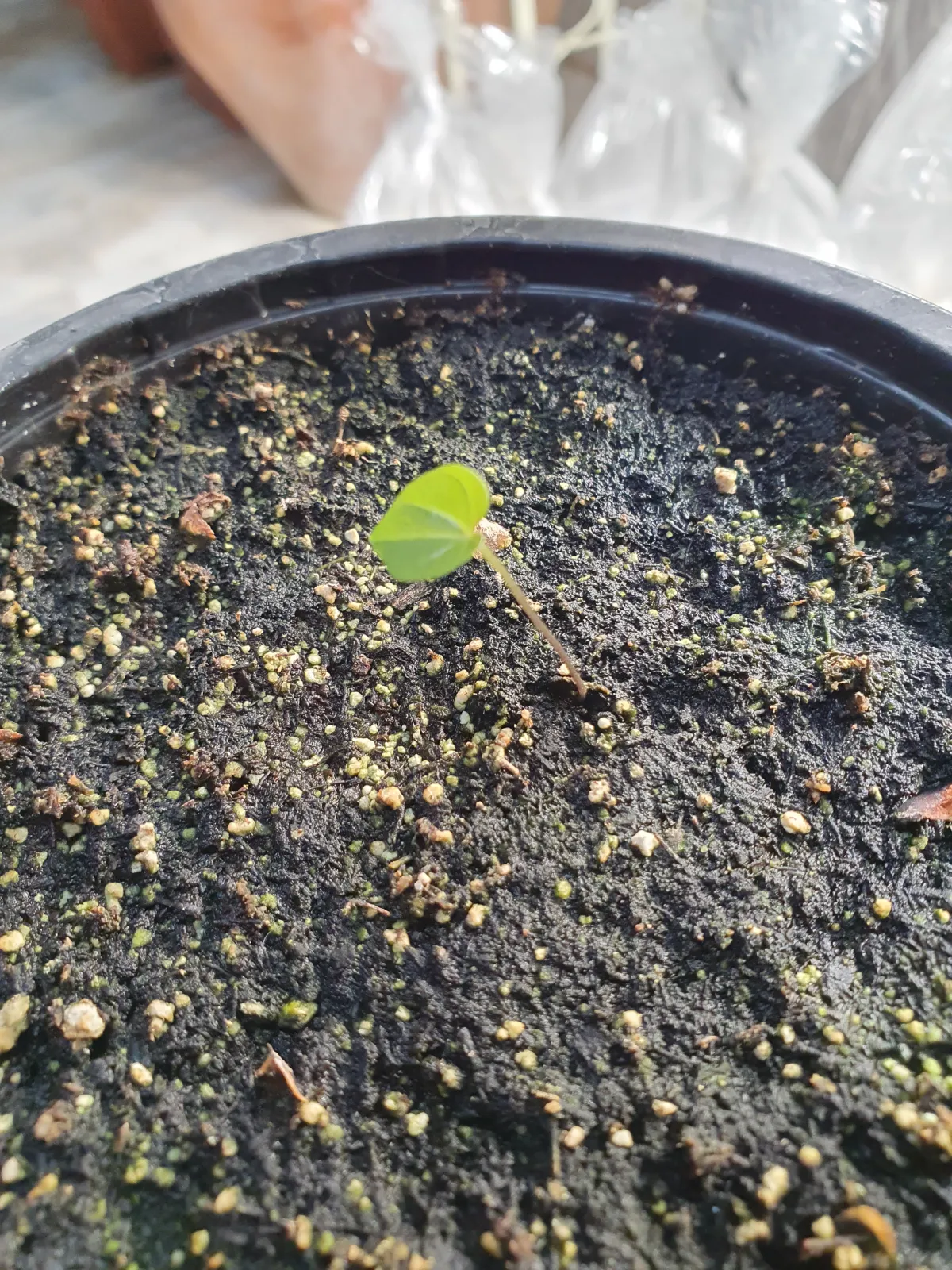 Dioscorea elephantipes (ディオスコレア エレファンティペス アフリカ亀甲竜)