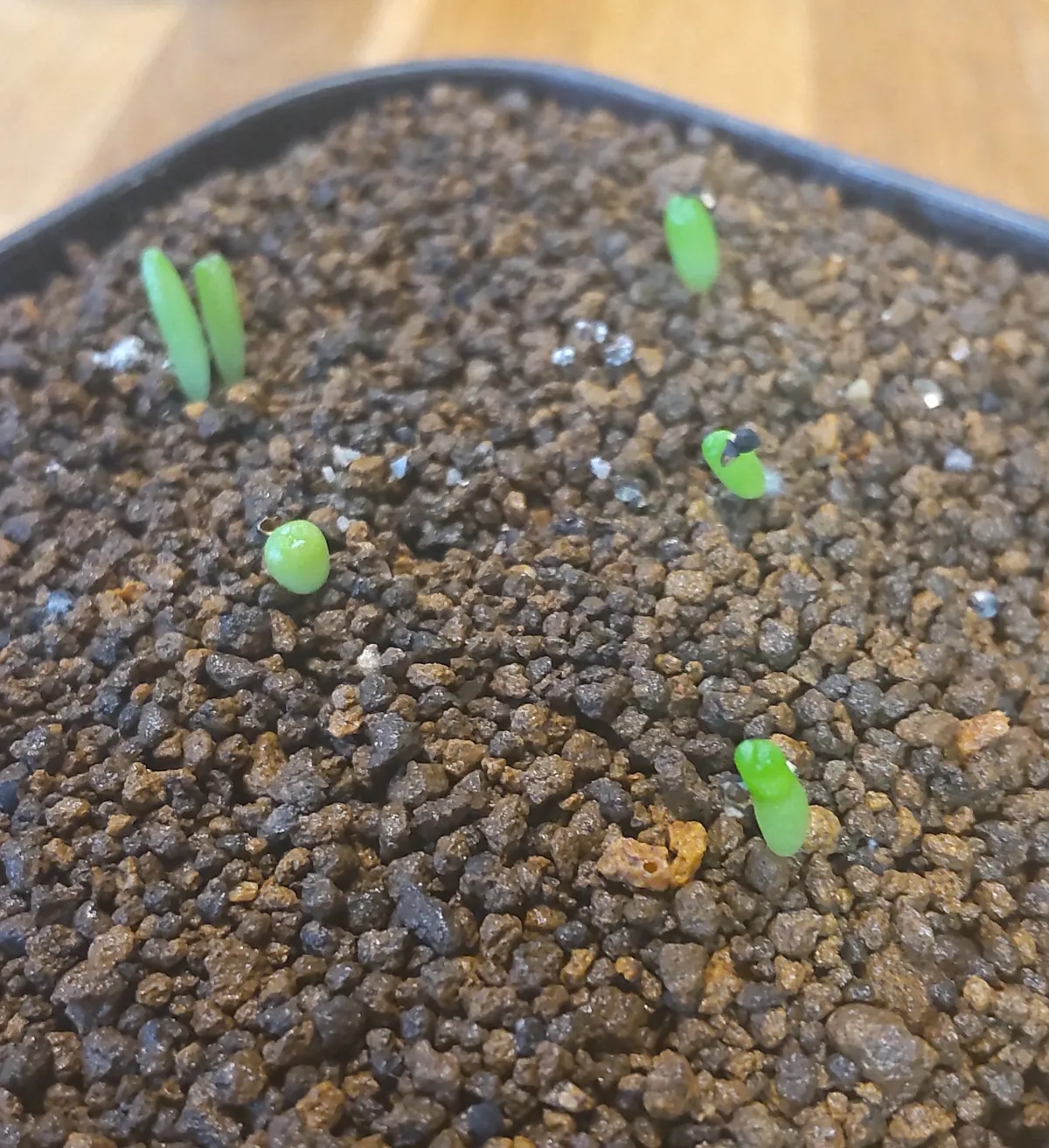 Lophophora diffusa (ロフォフォラ 翠冠玉)