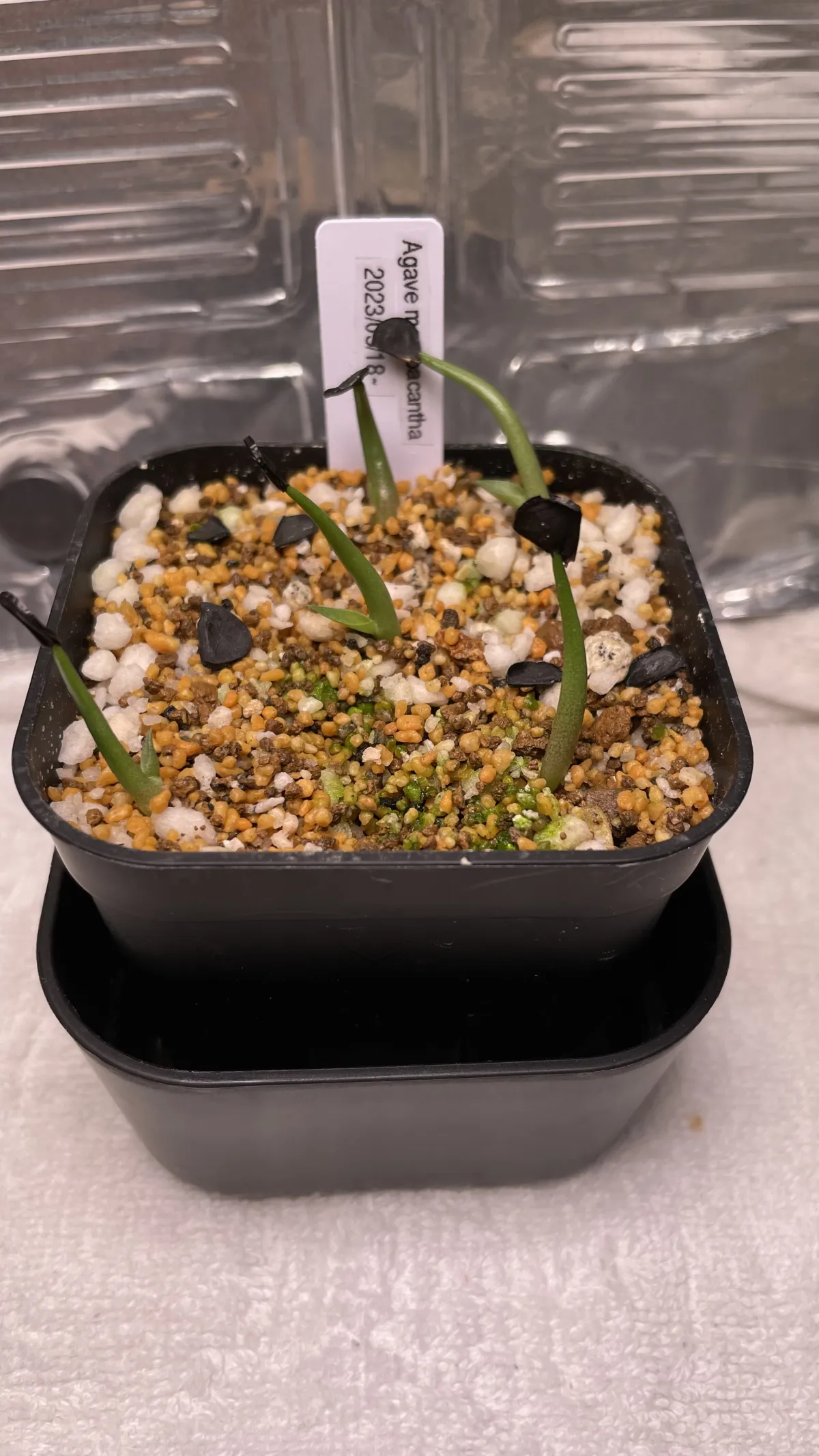 Agave macroacantha (アガベ マクロアカンサ 八荒殿)