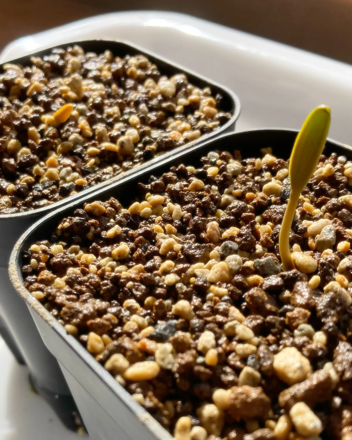 [無料種子/発芽難ロット] ウェルウィッチア ミラビリス 奇想天外 Welwitschia mirabilis