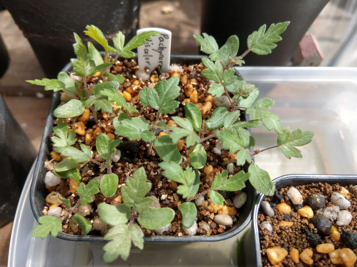 Pachycormus discolor (パキコルムス ディスカラー)