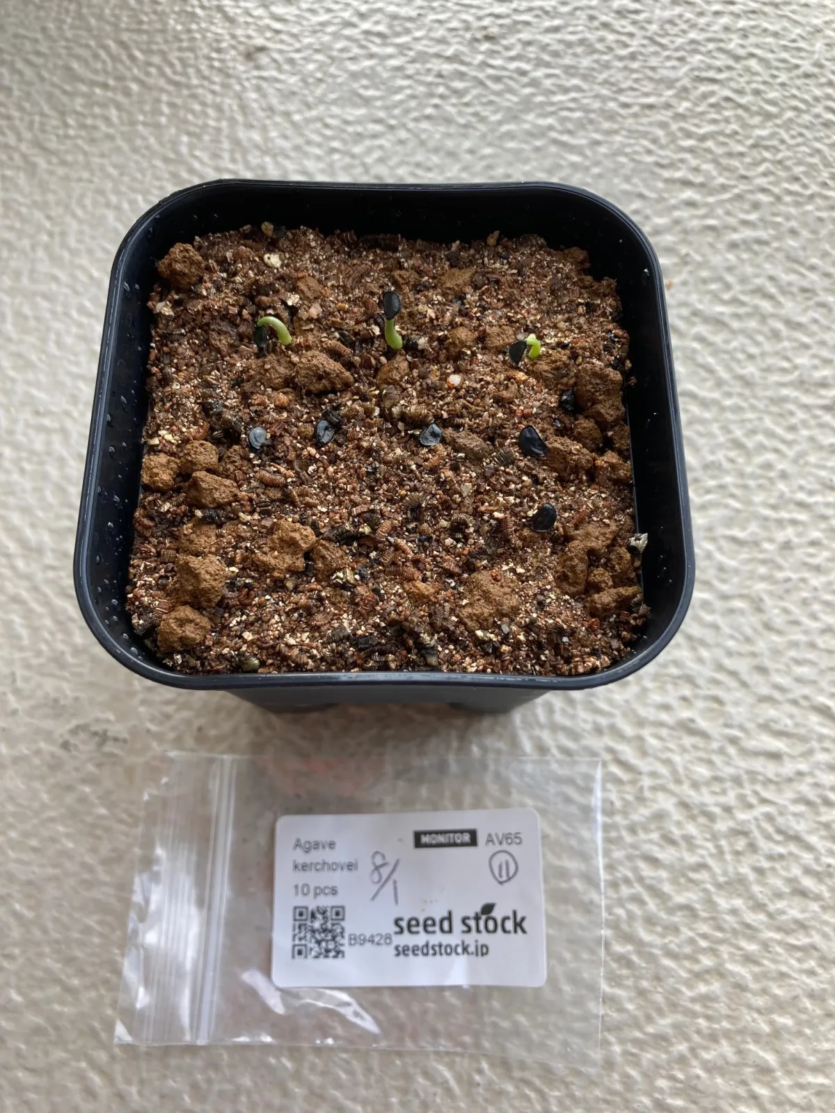 Agave kerchovei (アガベ ケルチョベイ)