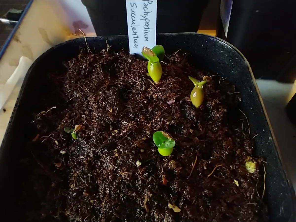 Pachypodium succulentum (パキポディウム サキュレンタム)