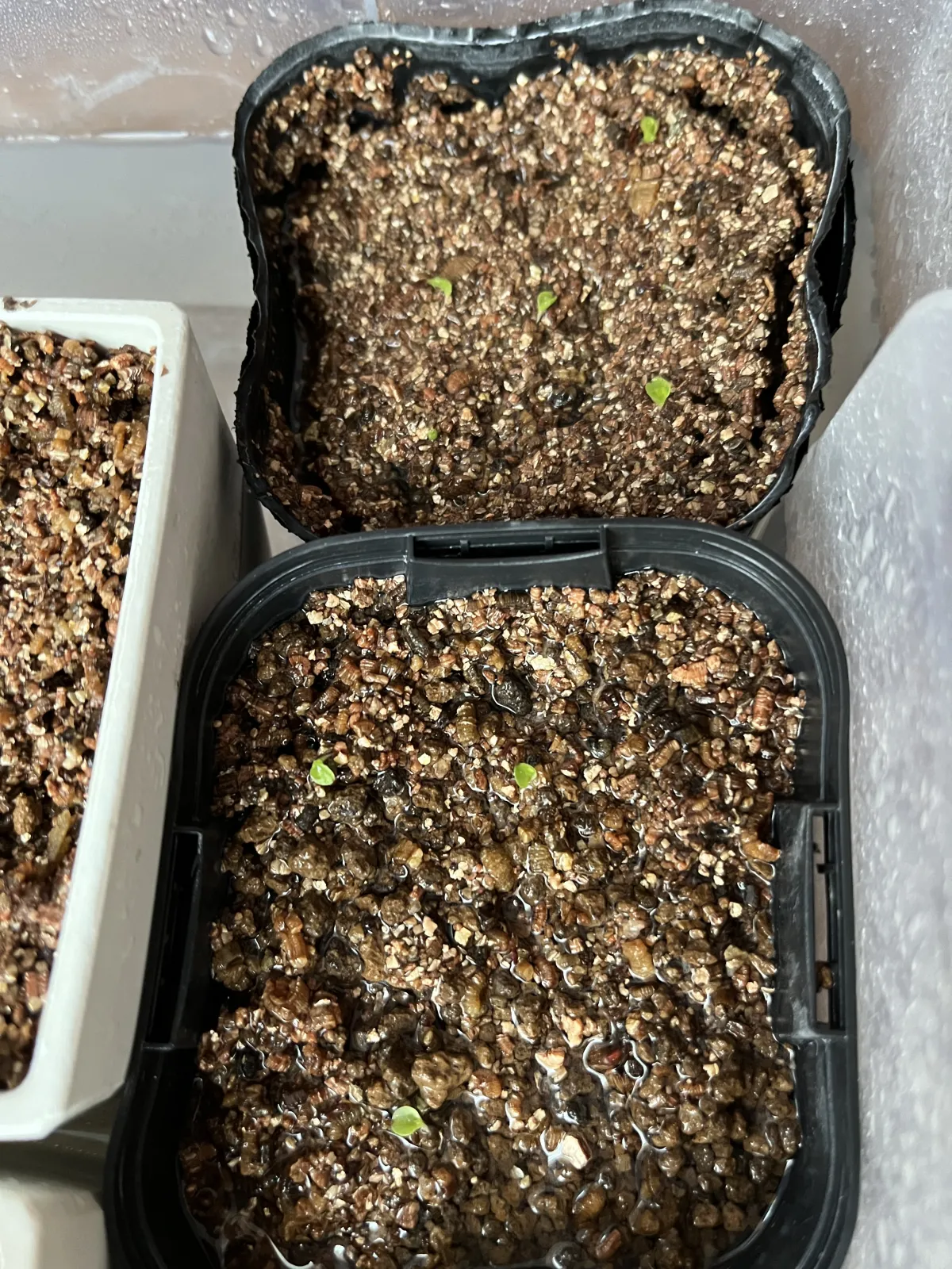 Hechtia galeottii (ヘクチア ガレオッティ)