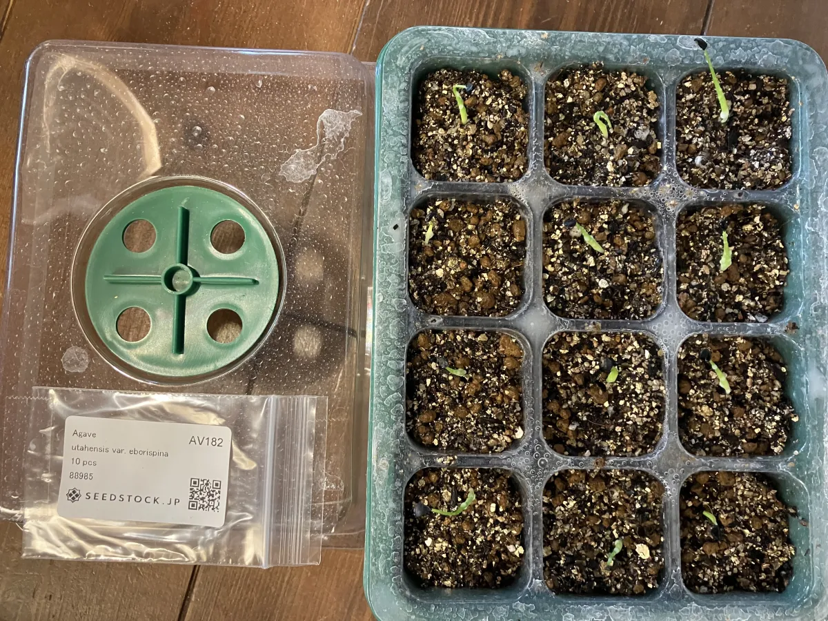 Agave utahensis var. eborispina (アガベ エボリスピナ)