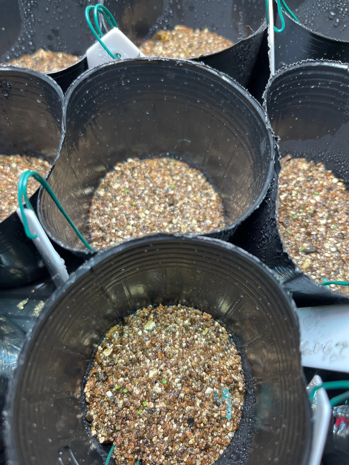 Echeveria laui La Roseta (エケベリア ラウイ)