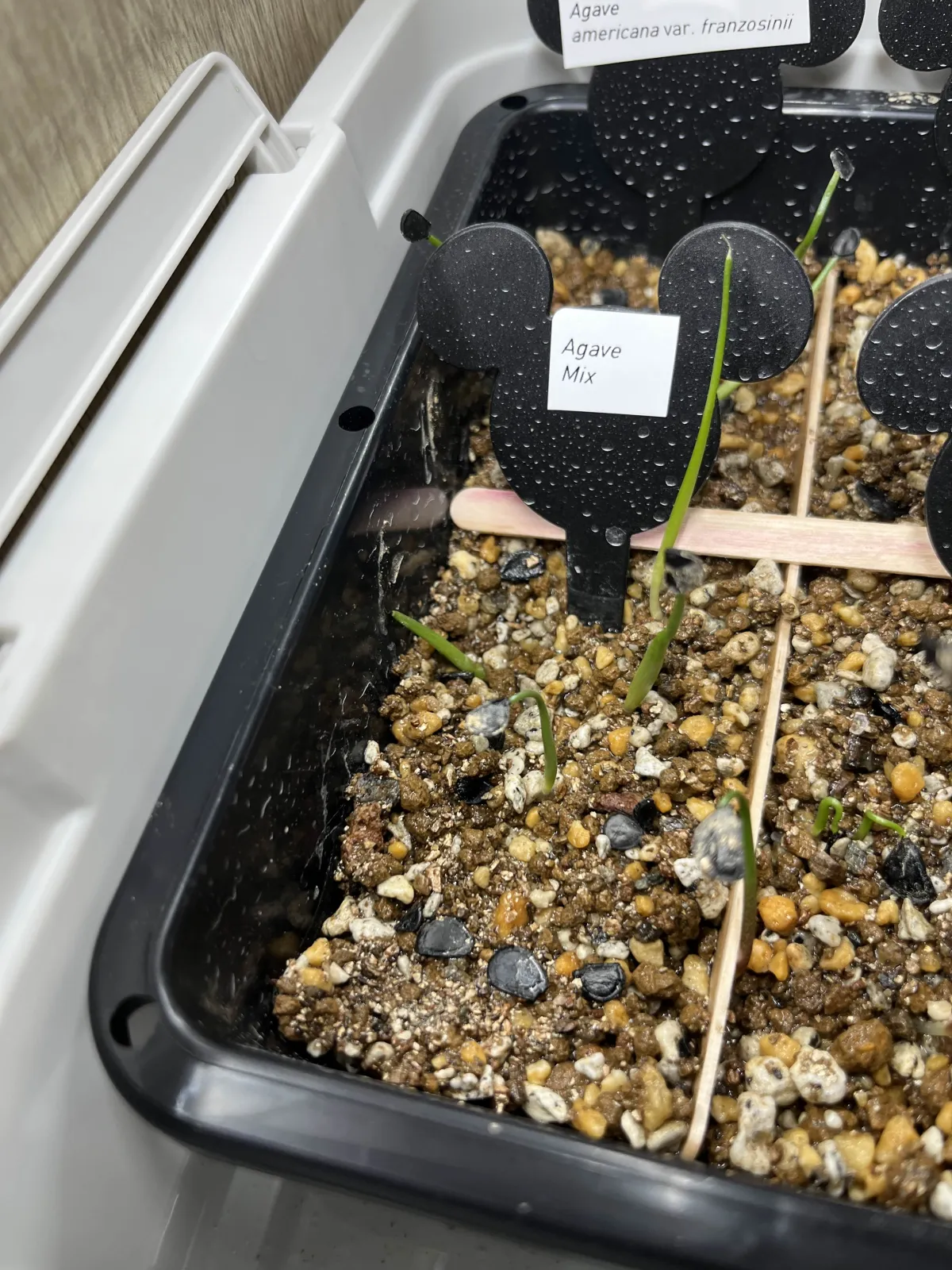  アガベ ミックス Agave Mix