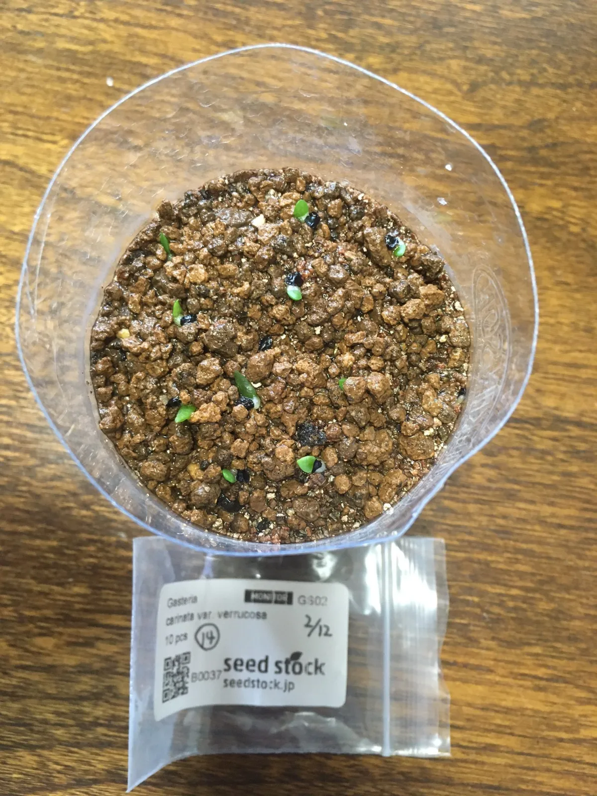 Gasteria carinata var. verrucosa (ガステリア ウェルコーサ)