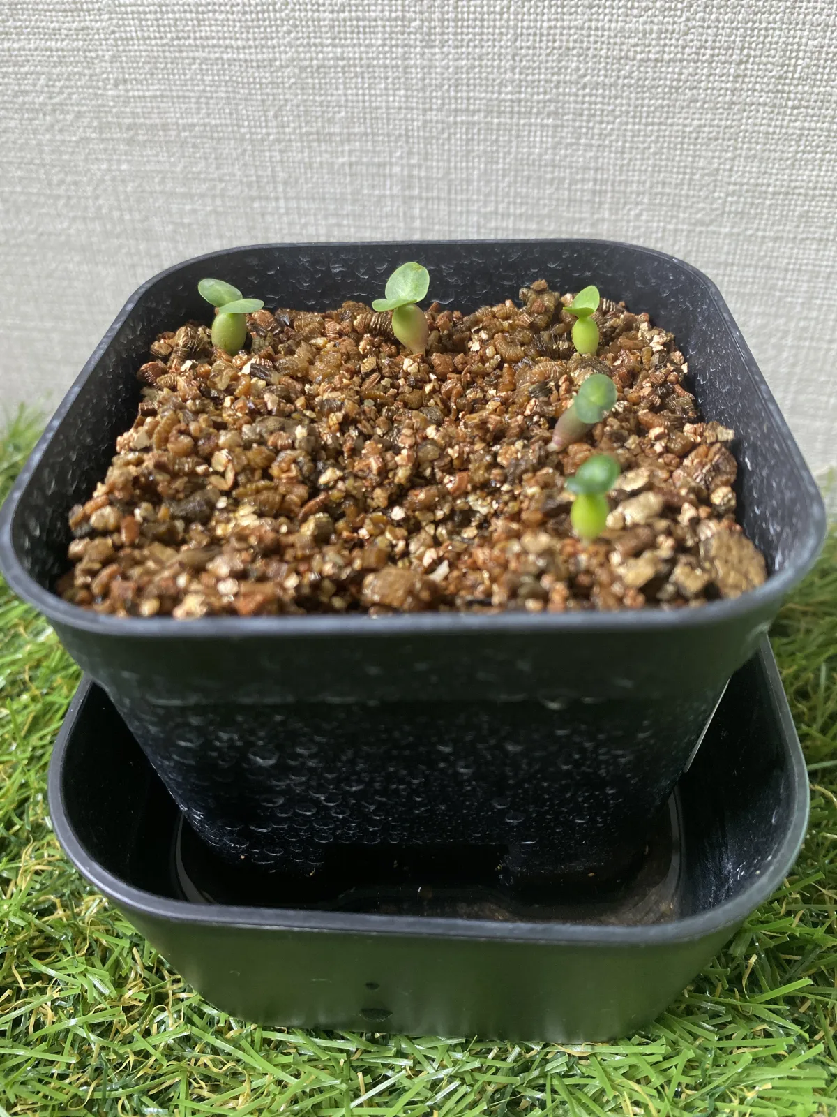 Pachypodium succulentum (パキポディウム サキュレンタム 天馬空)