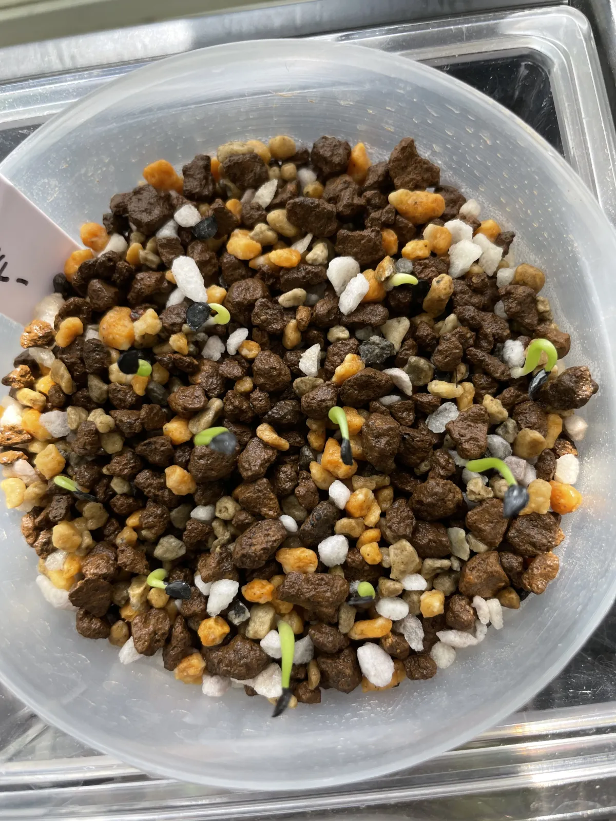 Agave titanota 'Blue' (アガベ チタノタブルー)