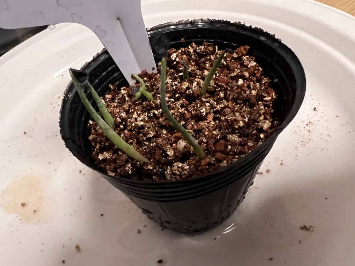 Agave impressa (アガベ インプレッサ)