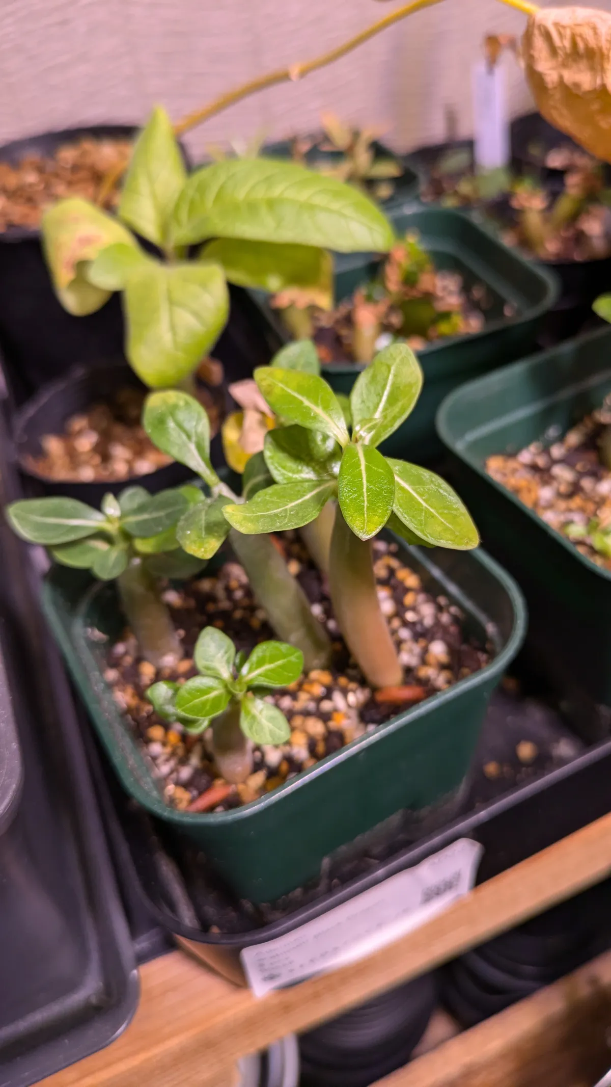 Adenium arabicum 'Black Skin' (アデニウム ブラックドラゴン)