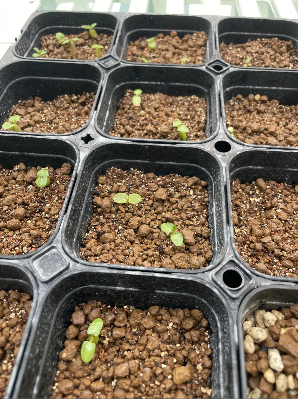 Pachypodium enigmaticum (パキポディウム エニグマチカム)