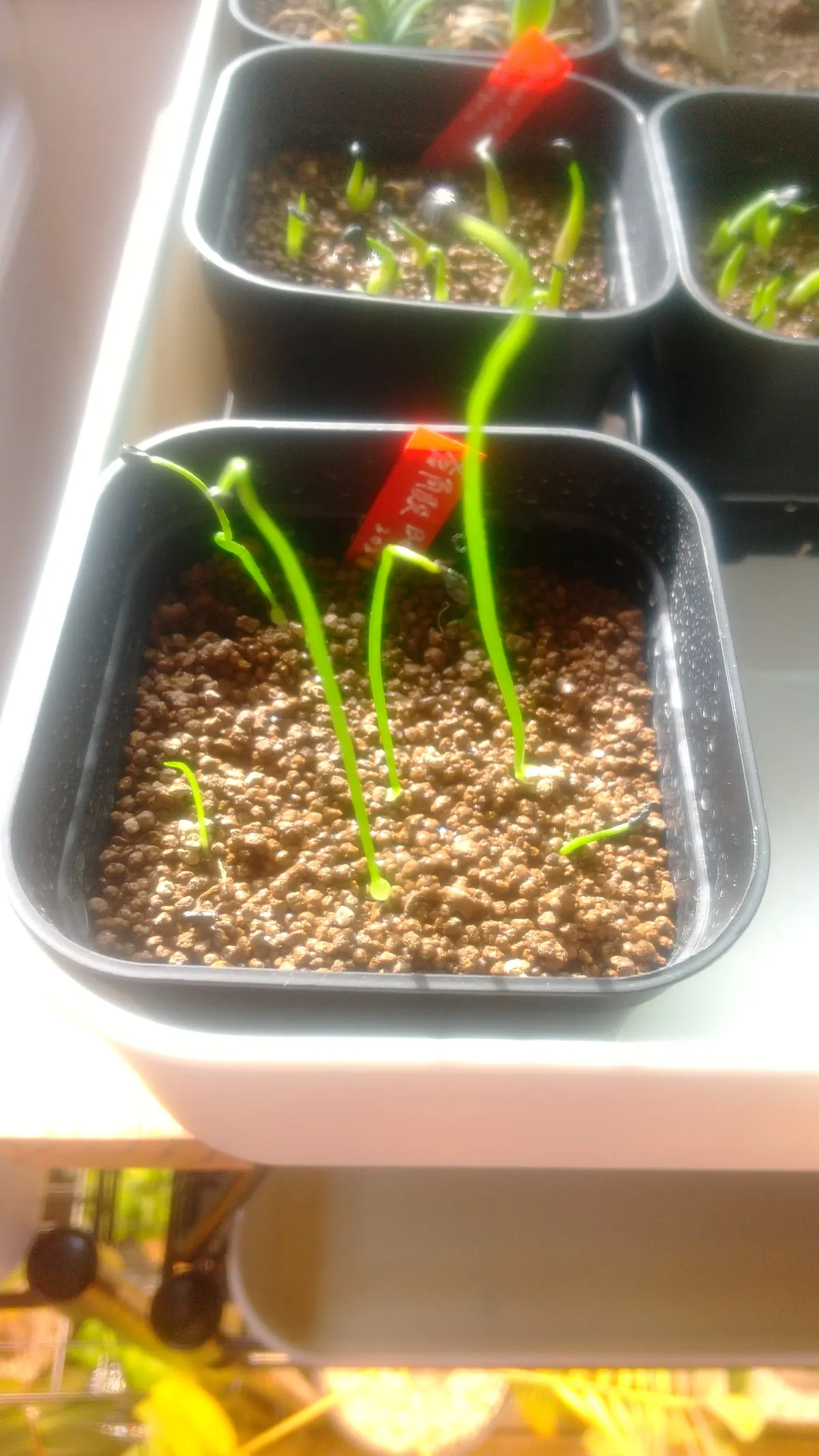 Boswellia neglecta (ボスウェリア ネグレクタ)