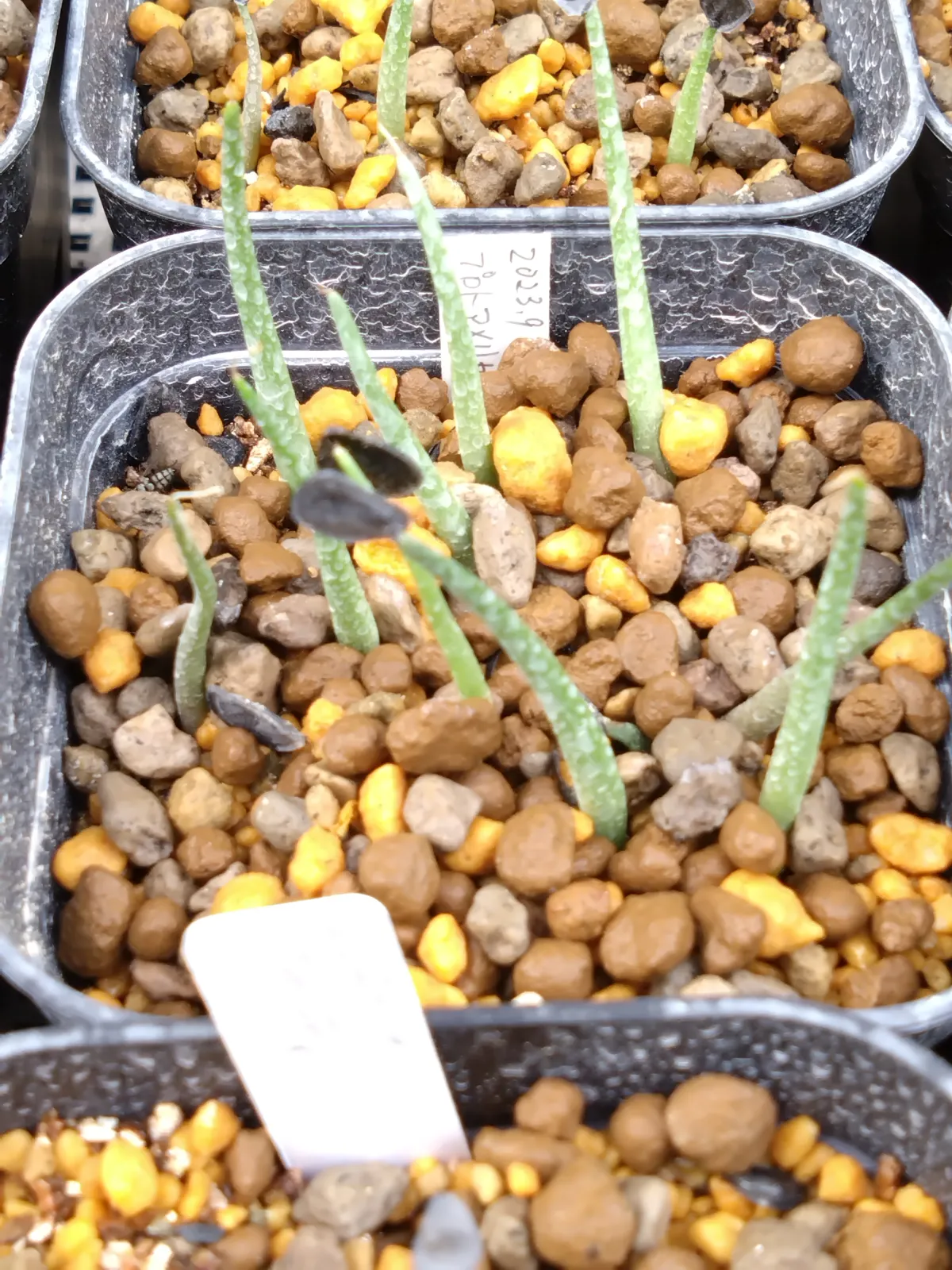 Agave americana ssp. protoamericana (アガベ プロトアメリカーナ)