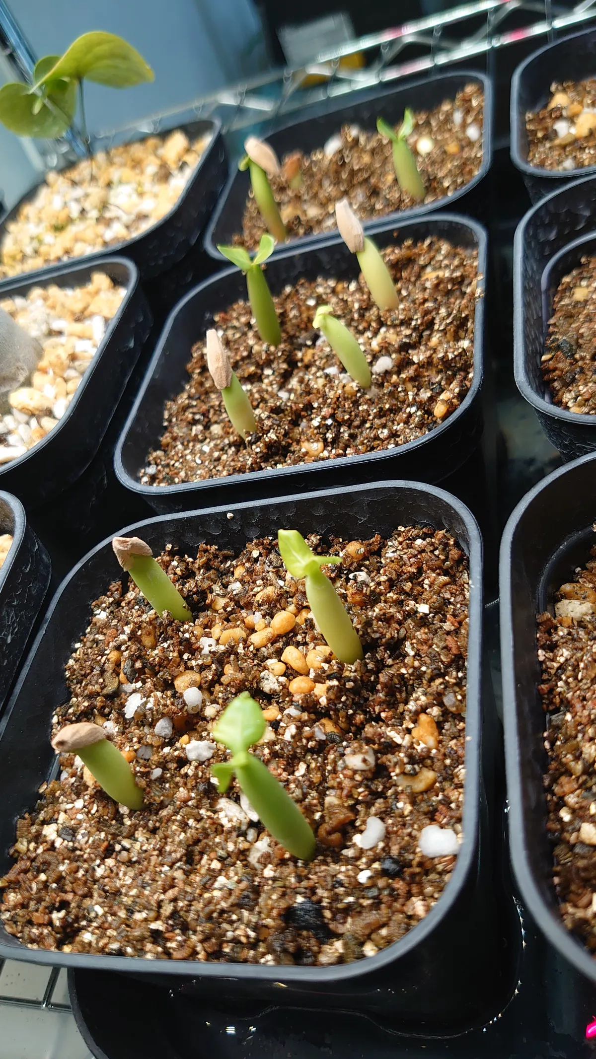 Adenium arabicum Black Giant (アデニウム アラビカム ブラックジャイアント)