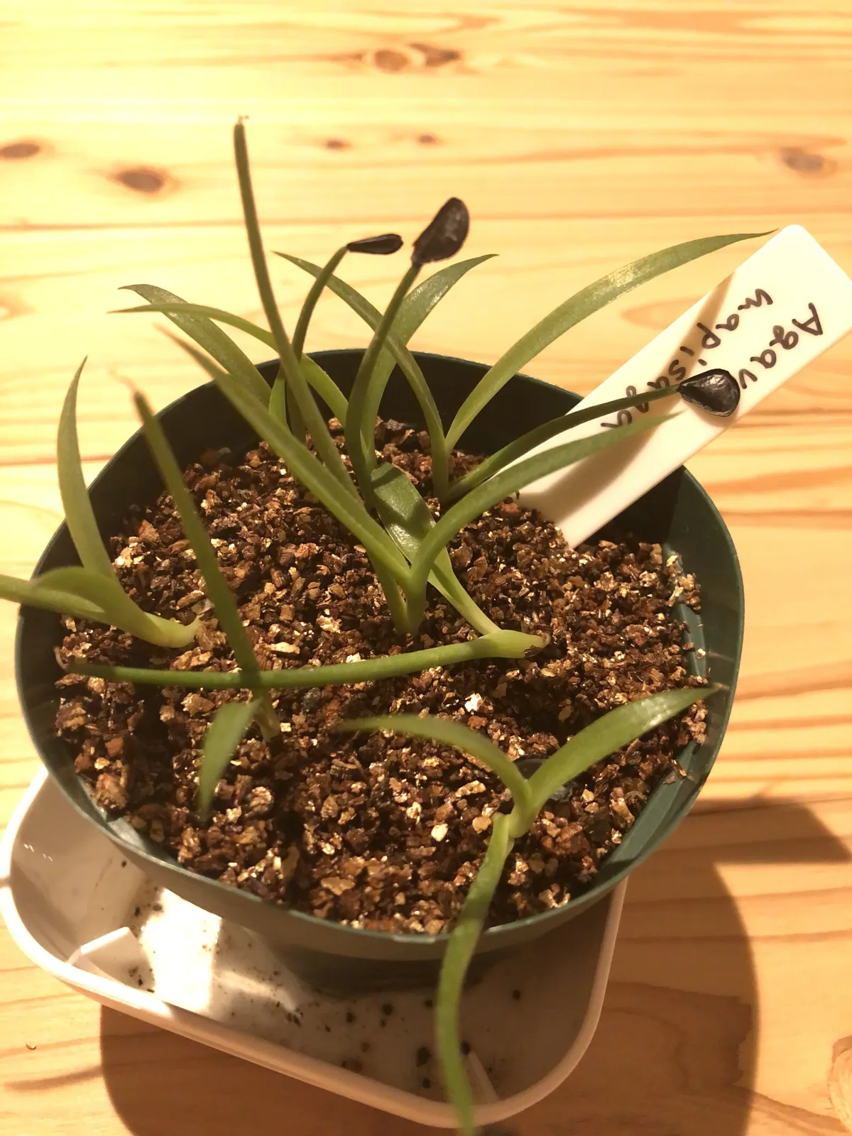 Agave mapisaga (アガベ マピサガ)