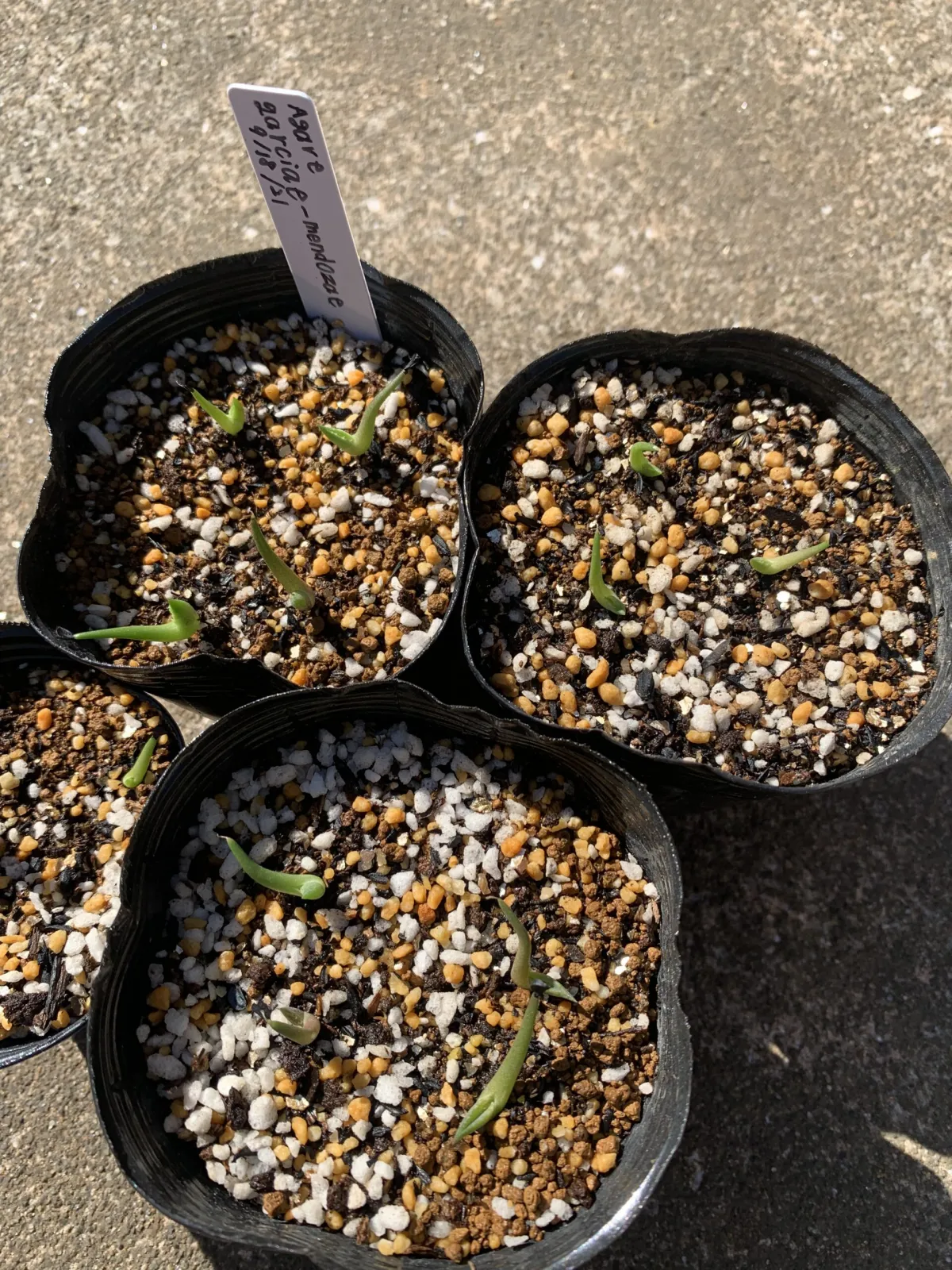 Agave garciae-mendozae (アガベ ガルシアメンドーサ)