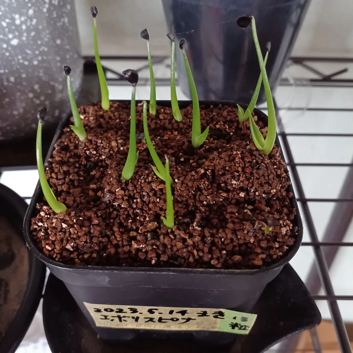 Agave utahensis var. eborispina (アガベ エボリスピナ)