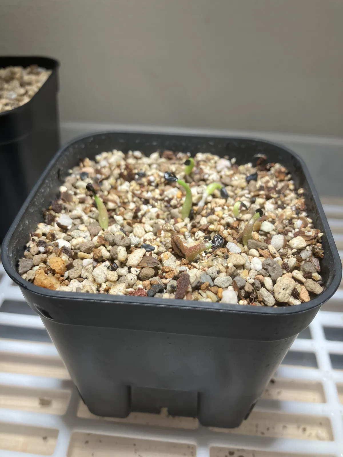 Agave oteroi (アガベ オテロイ)