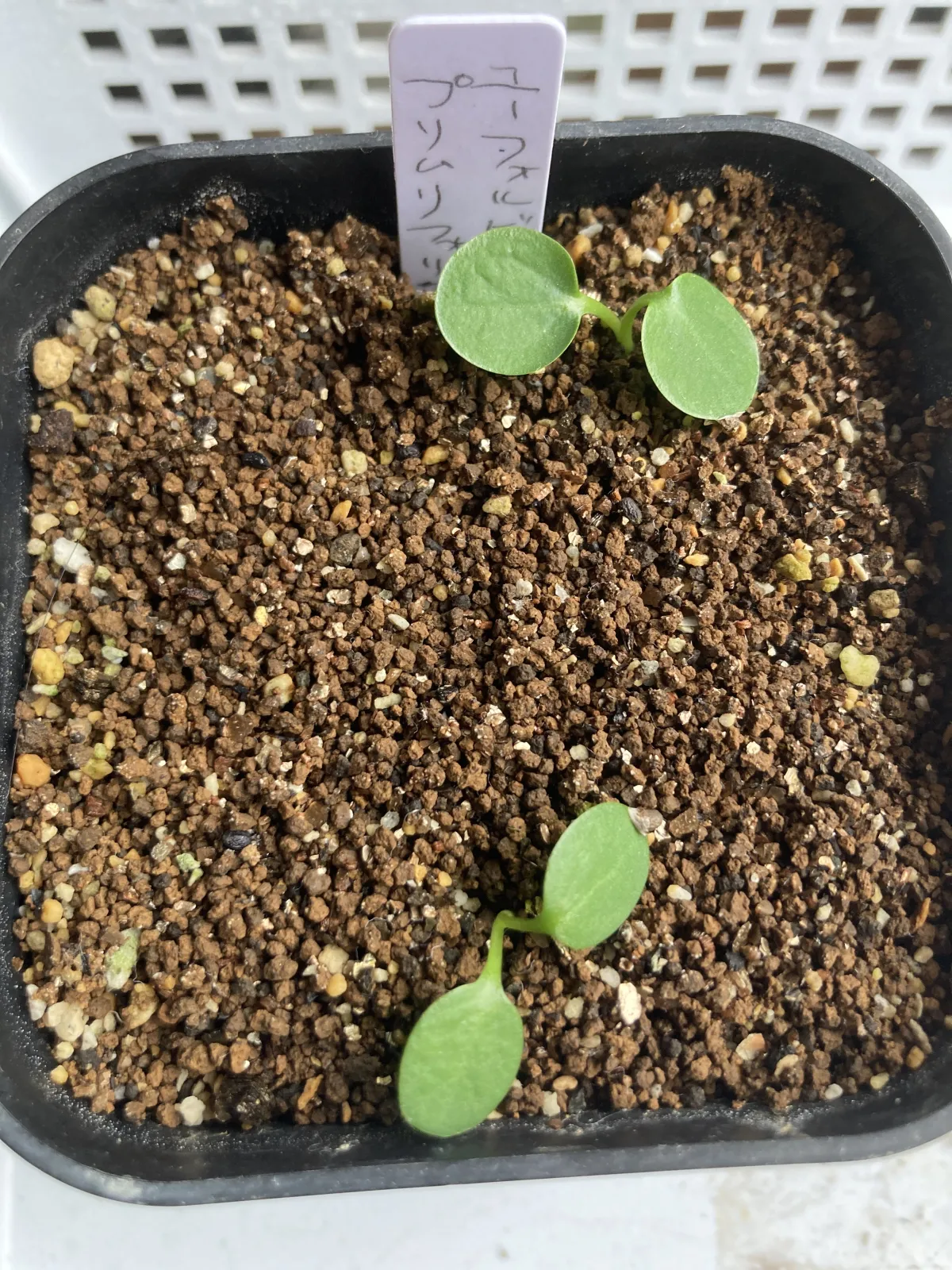 Euphorbia primulifolia var. primulifolia (ユーフォルビア プリムリフォリア)