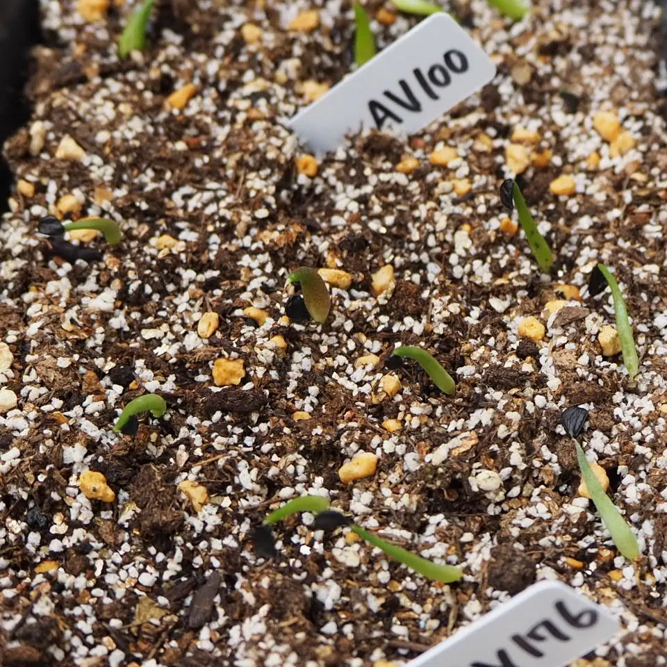 Agave oteroi (アガベ オテロイ)