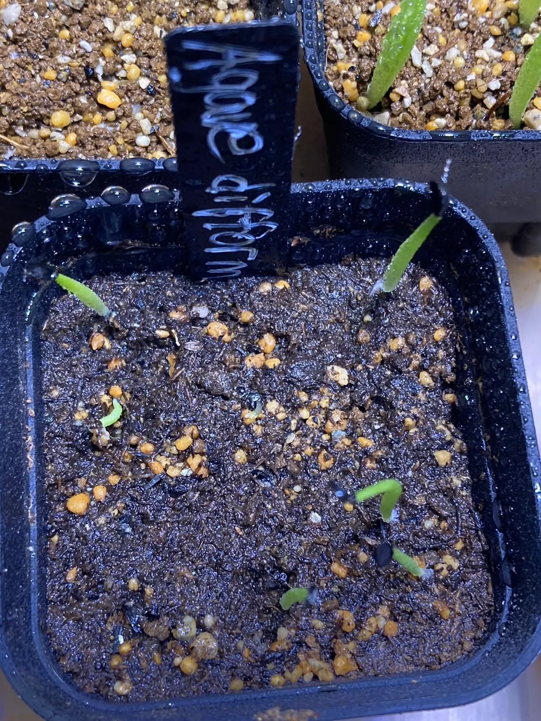 Agave difformis (アガベ ディフォルミス)