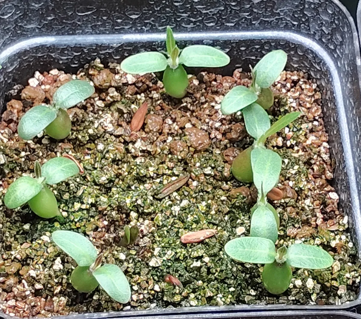 Pachypodium rosulatum var. gracilius (パキポディウム グラキリス)