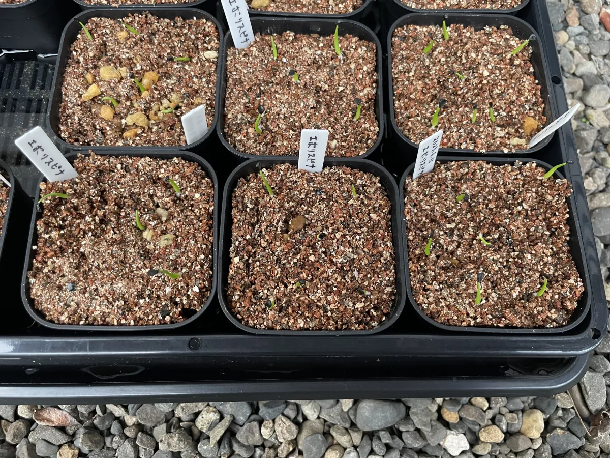 Agave utahensis var. eborispina (アガベ エボリスピナ)