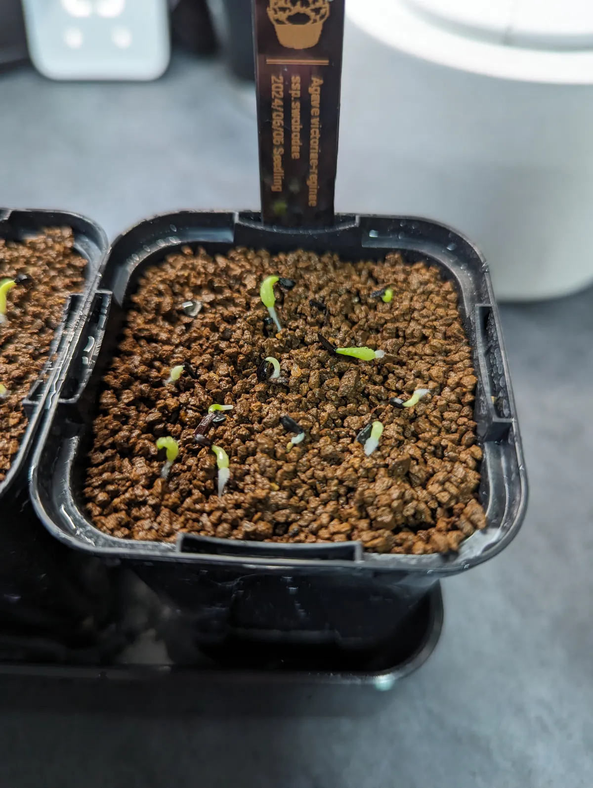 Agave victoriae-reginae ssp. swobodae swobodae (アガベ ビクトリアレジーナ スワボダエ)