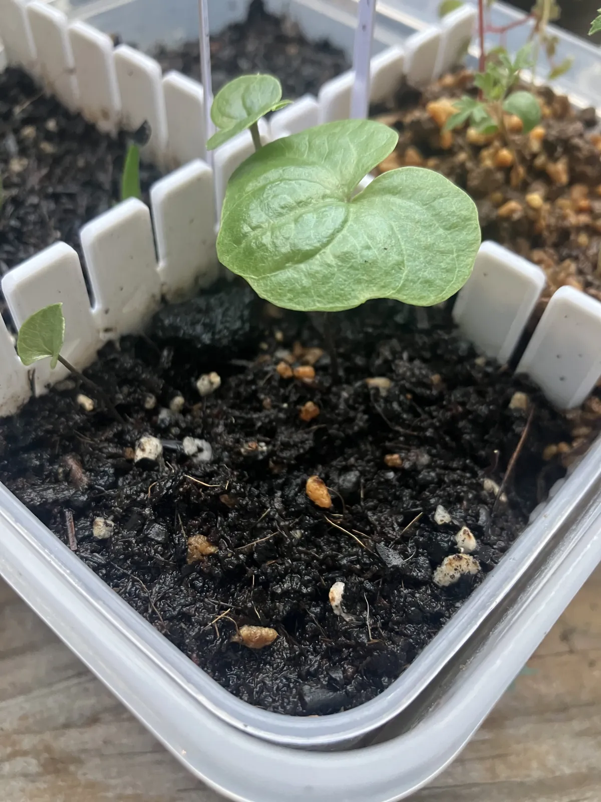 Dioscorea elephantipes (ディオスコレア エレファンティペス2023F)