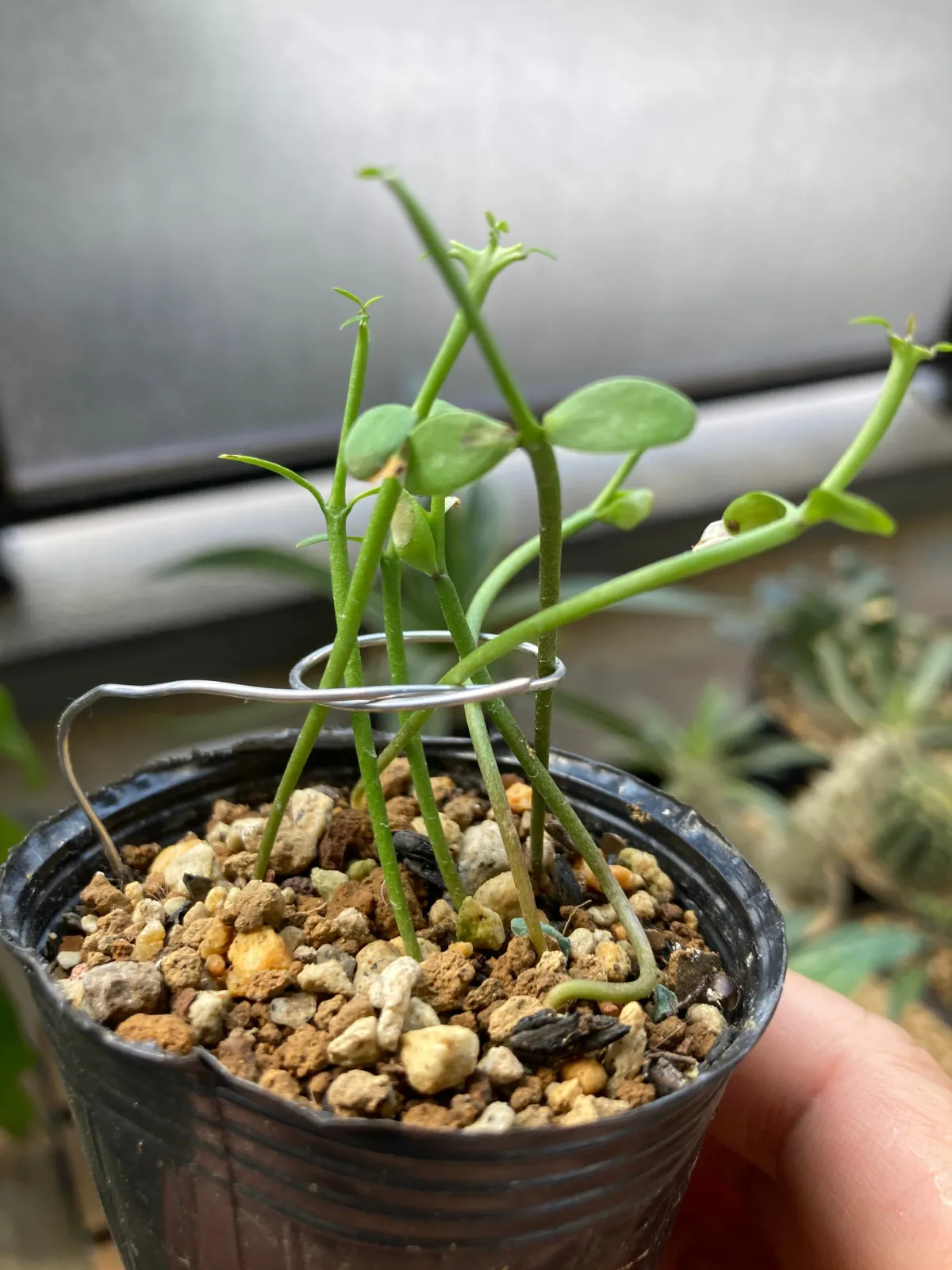 Euphorbia stenoclada subsp. stenoclada (ユーフォルビア ステノクラーダ)