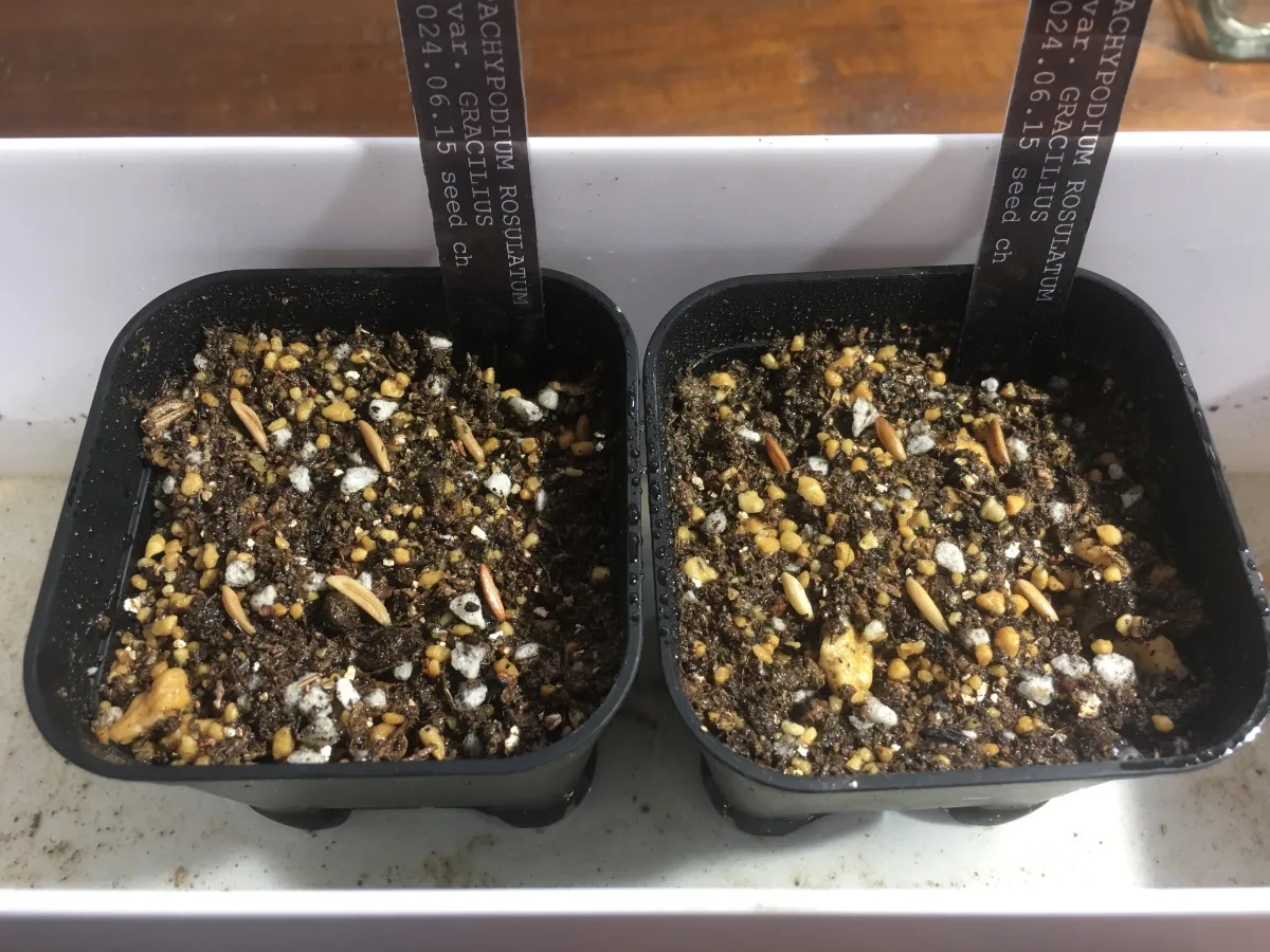 [無料種子] 発芽難 パキポディウム グラキリス　 Pachypodium rosulatum var. gracilius