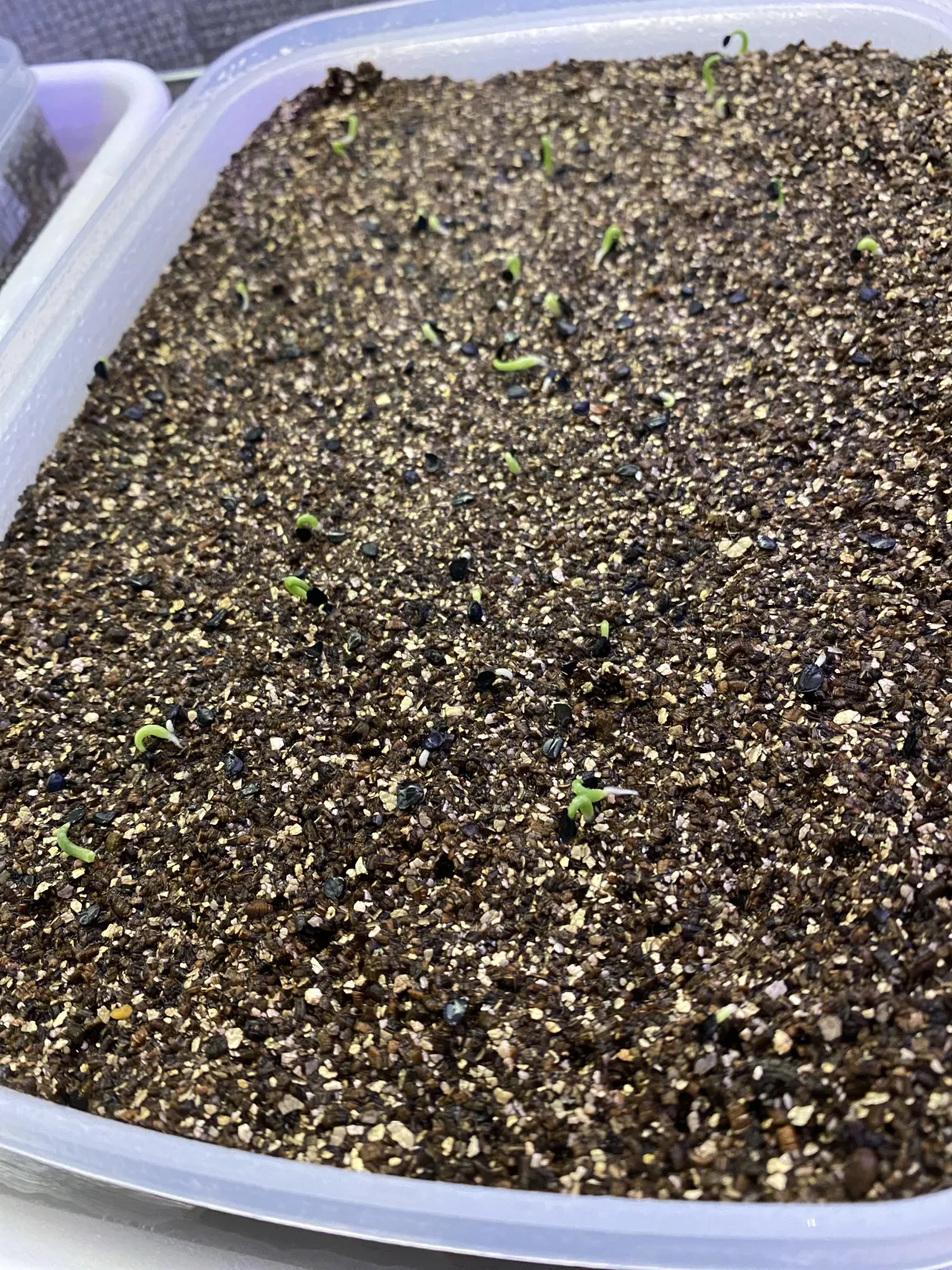 Agave titanota 'Blue' (アガベ チタノタブルー)