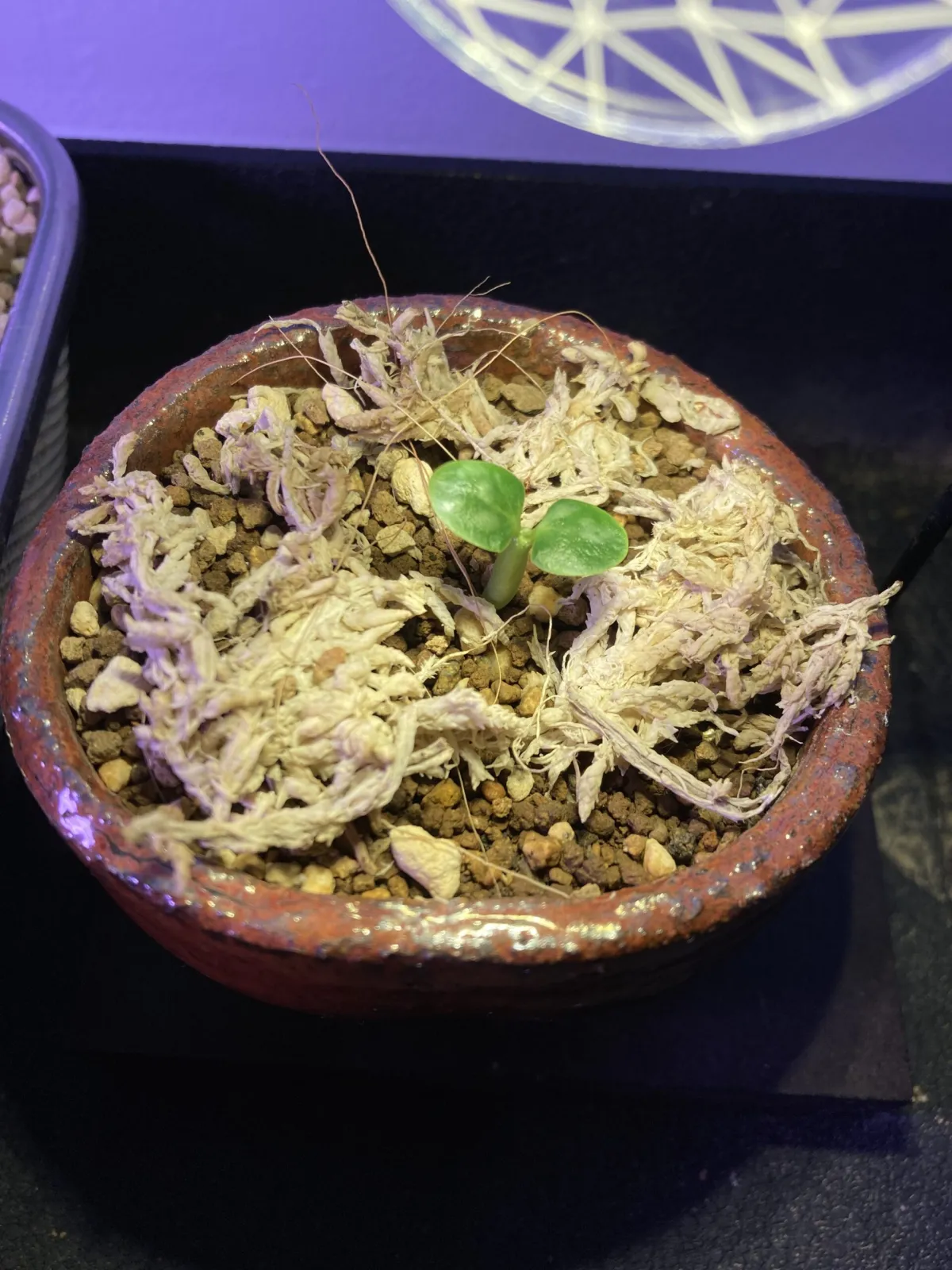 Fockea edulis (フォッケア 火星人)