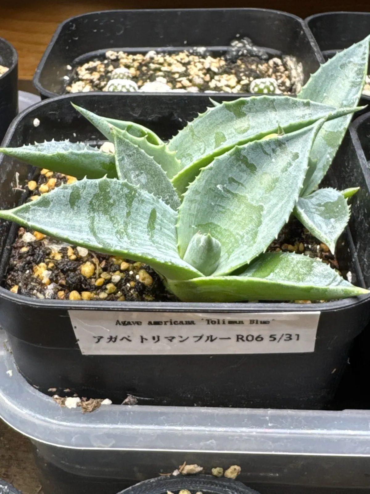 Agave americana (アガベ トリマンブルー)