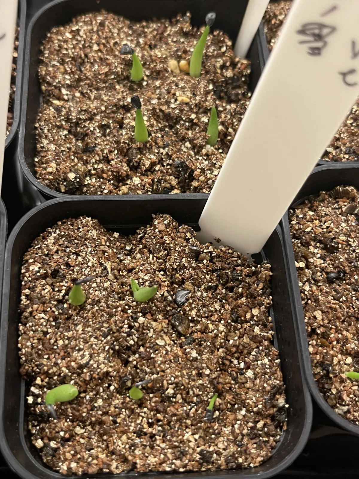 Agave victoriae-reginae (アガベ ビクトリアレジーナエ 笹の雪)