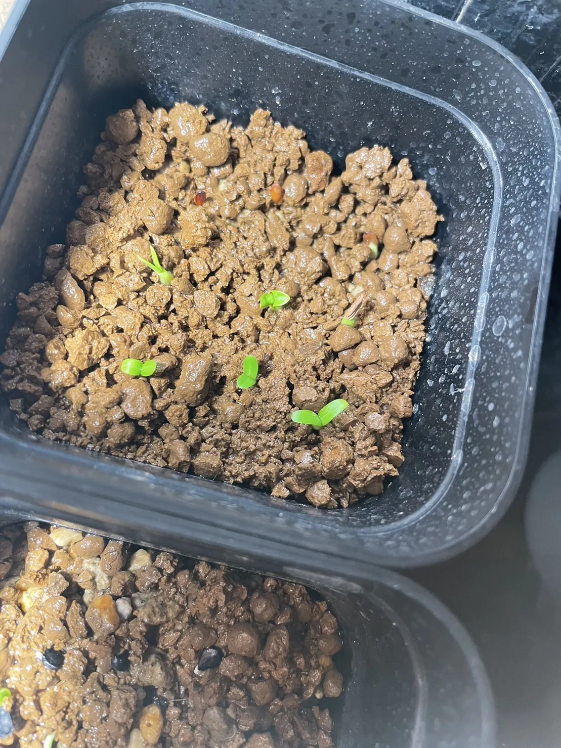 Pachypodium rosulatum var. gracilius (パキポディウム グラキリス)