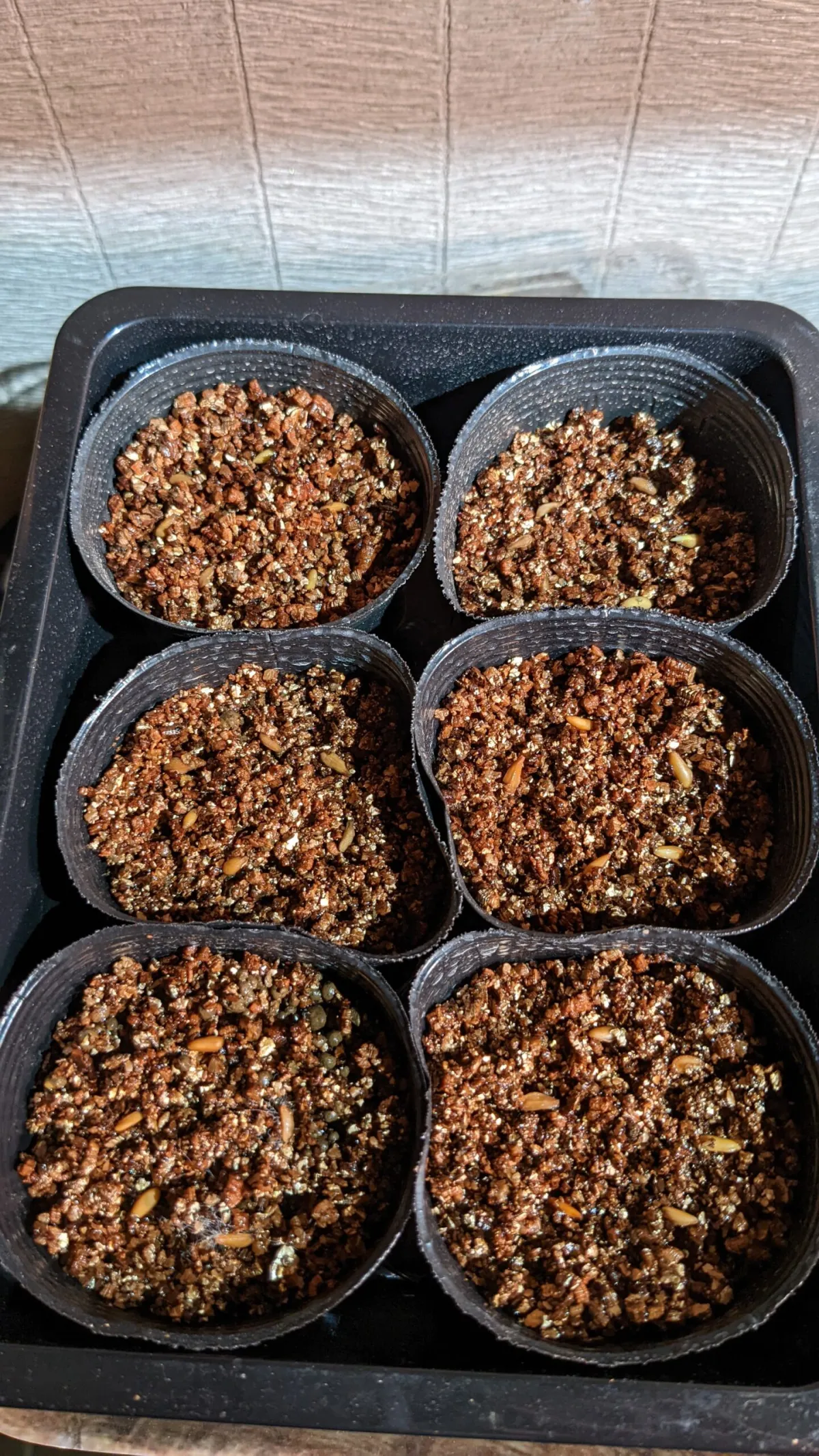 Pachypodium baronii (パキポディウム バロニー)